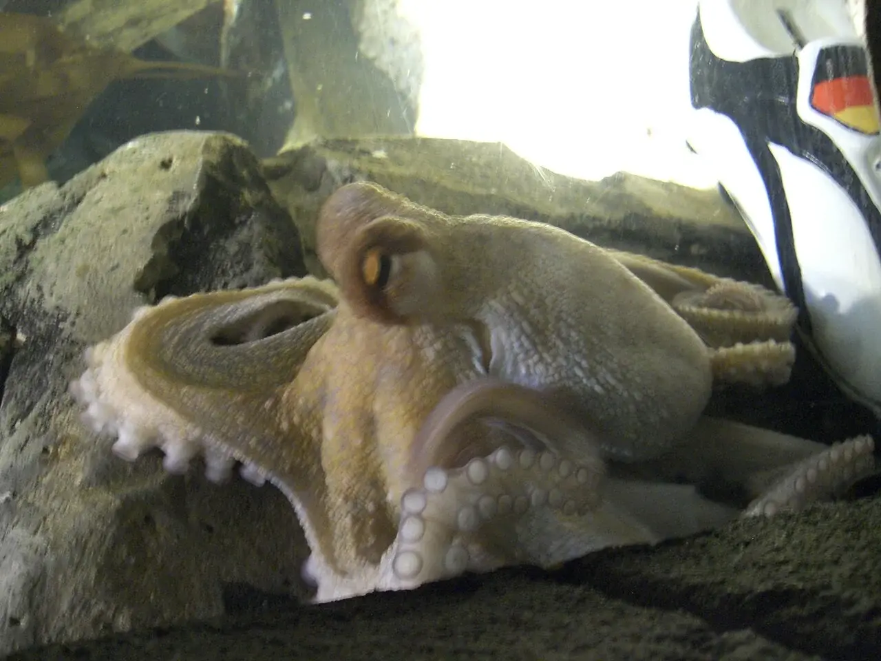Paul de Octopus in Sea Life Oberhausen, 2010.
